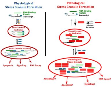 Diagram- Pathological SG (2)