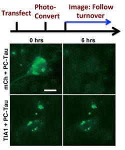 Photoconversion of Tau