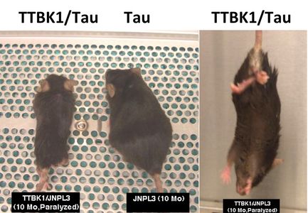 Fig 3