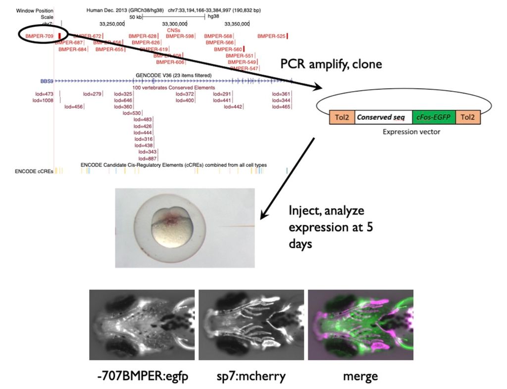 Transgenic screen