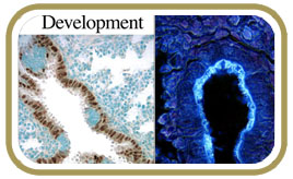 cardosolab1-new