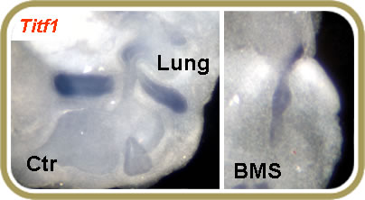 Acid Signaling