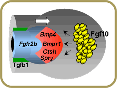 Fgf10 Regulation