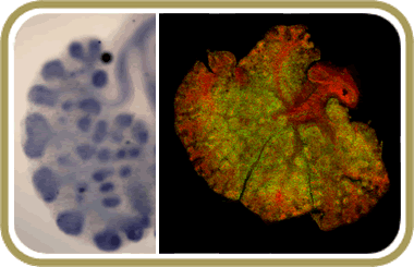 Notch Signaling