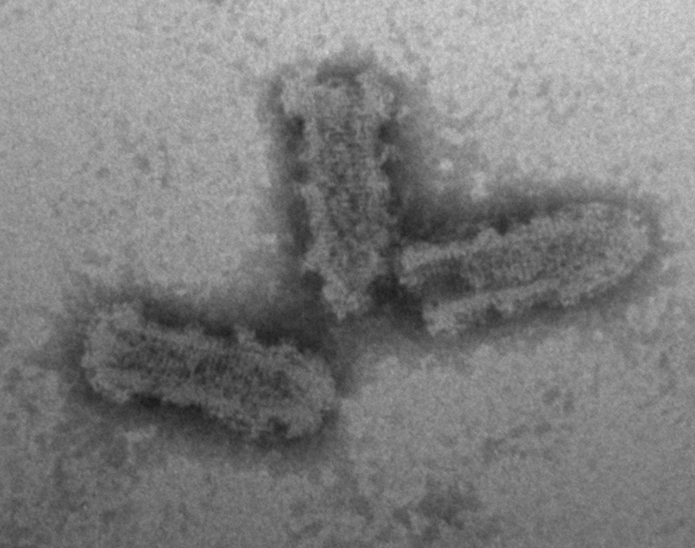 Viral Molecular Biology Cells