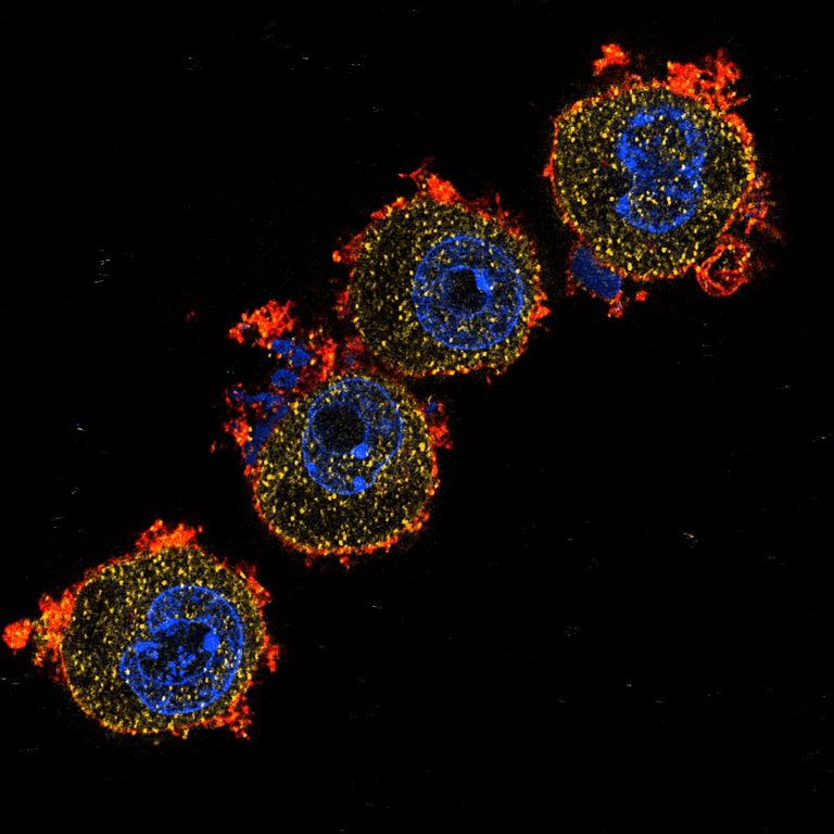 MACROPHAGE image