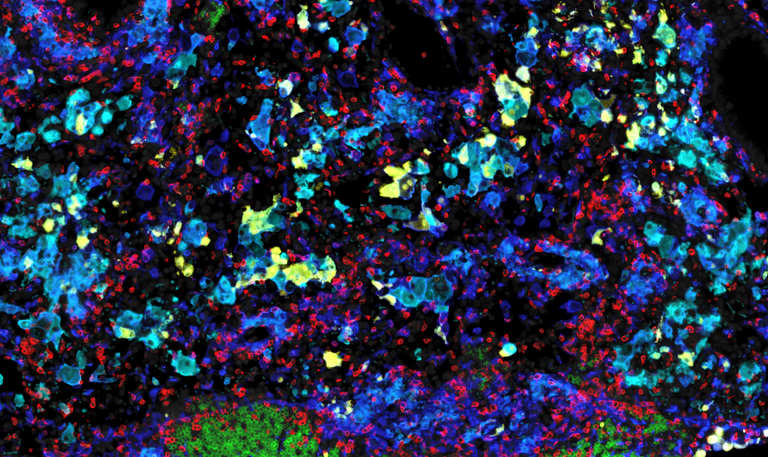 Model mouse lung