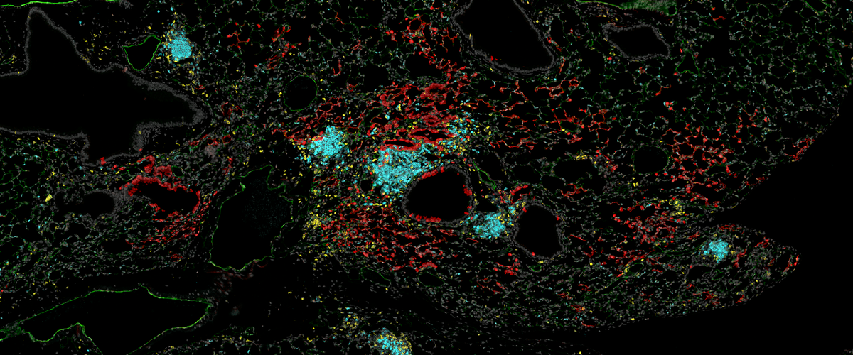 Backdrop of cells